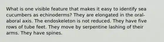What is one visible feature that makes it easy to identify sea cucumbers as echinoderms? They are elongated in the oral-aboral axis. The endoskeleton is not reduced. They have five rows of tube feet. They move by serpentine lashing of their arms. They have spines.