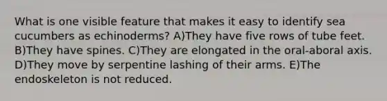 What is one visible feature that makes it easy to identify sea cucumbers as echinoderms? A)They have five rows of tube feet. B)They have spines. C)They are elongated in the oral-aboral axis. D)They move by serpentine lashing of their arms. E)The endoskeleton is not reduced.