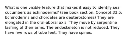 What is one visible feature that makes it easy to identify sea cucumbers as echinoderms? (see book section: Concept 33.5: Echinoderms and chordates are deuterostomes) They are elongated in the oral-aboral axis. They move by serpentine lashing of their arms. The endoskeleton is not reduced. They have five rows of tube feet. They have spines.