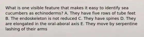 What is one visible feature that makes it easy to identify sea cucumbers as echinoderms? A. They have five rows of tube feet B. The endoskeleton is not reduced C. They have spines D. They are elongated in the oral-aboral axis E. They move by serpentine lashing of their arms