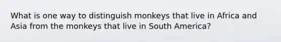 What is one way to distinguish monkeys that live in Africa and Asia from the monkeys that live in South America?