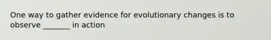 One way to gather evidence for evolutionary changes is to observe _______ in action