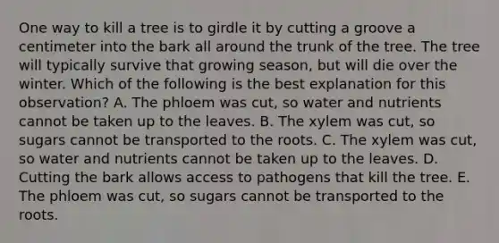 One way to kill a tree is to girdle it by cutting a groove a centimeter into the bark all around the trunk of the tree. The tree will typically survive that growing season, but will die over the winter. Which of the following is the best explanation for this observation? A. The phloem was cut, so water and nutrients cannot be taken up to the leaves. B. The xylem was cut, so sugars cannot be transported to the roots. C. The xylem was cut, so water and nutrients cannot be taken up to the leaves. D. Cutting the bark allows access to pathogens that kill the tree. E. The phloem was cut, so sugars cannot be transported to the roots.