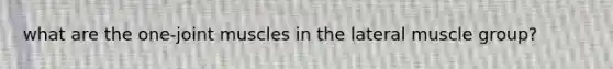what are the one-joint muscles in the lateral muscle group?