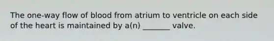 The one-way flow of blood from atrium to ventricle on each side of the heart is maintained by a(n) _______ valve.