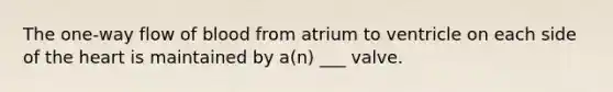 The one-way flow of blood from atrium to ventricle on each side of the heart is maintained by a(n) ___ valve.