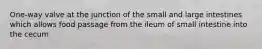 One-way valve at the junction of the small and large intestines which allows food passage from the ileum of small intestine into the cecum