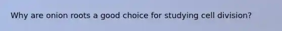 Why are onion roots a good choice for studying cell division?