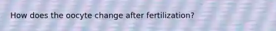 How does the oocyte change after fertilization?