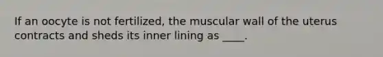 If an oocyte is not fertilized, the muscular wall of the uterus contracts and sheds its inner lining as ____.