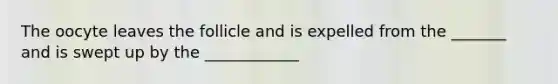 The oocyte leaves the follicle and is expelled from the _______ and is swept up by the ____________