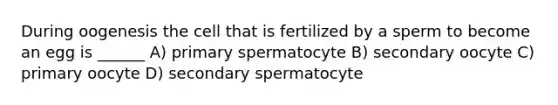 During oogenesis the cell that is fertilized by a sperm to become an egg is ______ A) primary spermatocyte B) secondary oocyte C) primary oocyte D) secondary spermatocyte