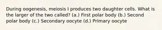 During oogenesis, meiosis I produces two daughter cells. What is the larger of the two called? (a.) First polar body (b.) Second polar body (c.) Secondary oocyte (d.) Primary oocyte