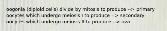 oogonia (diploid cells) divide by mitosis to produce --> primary oocytes which undergo meiosis I to produce --> secondary oocytes which undergo meiosis II to produce --> ova