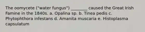 The oomycete ("water fungus") ________ caused the Great Irish Famine in the 1840s. a. Opalina sp. b. Tinea pedis c. Phytophthora infestans d. Amanita muscaria e. Histoplasma capsulatum