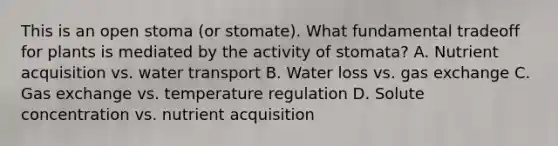 This is an open stoma (or stomate). What fundamental tradeoff for plants is mediated by the activity of stomata? A. Nutrient acquisition vs. water transport B. Water loss vs. <a href='https://www.questionai.com/knowledge/kU8LNOksTA-gas-exchange' class='anchor-knowledge'>gas exchange</a> C. Gas exchange vs. temperature regulation D. Solute concentration vs. nutrient acquisition