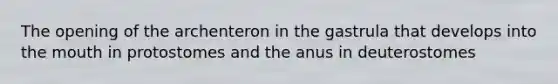 The opening of the archenteron in the gastrula that develops into the mouth in protostomes and the anus in deuterostomes