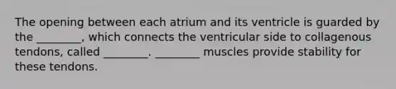 The opening between each atrium and its ventricle is guarded by the ________, which connects the ventricular side to collagenous tendons, called ________. ________ muscles provide stability for these tendons.