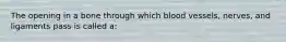 The opening in a bone through which blood vessels, nerves, and ligaments pass is called a: