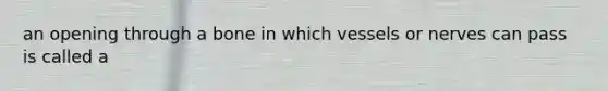 an opening through a bone in which vessels or nerves can pass is called a