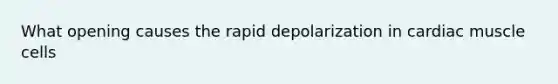 What opening causes the rapid depolarization in cardiac muscle cells