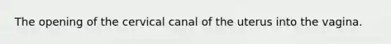 The opening of the cervical canal of the uterus into the vagina.