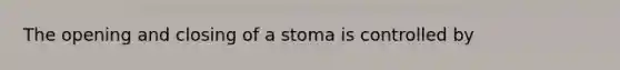 The opening and closing of a stoma is controlled by