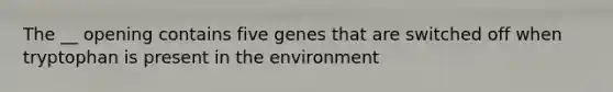 The __ opening contains five genes that are switched off when tryptophan is present in the environment