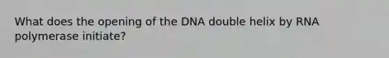 What does the opening of the DNA double helix by RNA polymerase initiate?