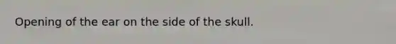 Opening of the ear on the side of the skull.