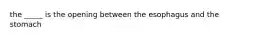 the _____ is the opening between the esophagus and the stomach