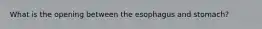 What is the opening between the esophagus and stomach?