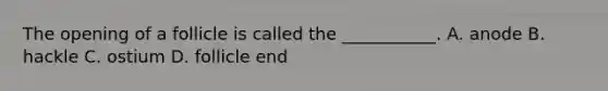 The opening of a follicle is called the ___________. A. anode B. hackle C. ostium D. follicle end