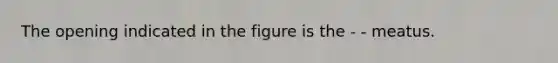 The opening indicated in the figure is the - - meatus.