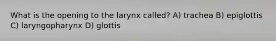 What is the opening to the larynx called? A) trachea B) epiglottis C) laryngopharynx D) glottis