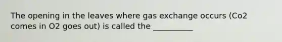 The opening in the leaves where gas exchange occurs (Co2 comes in O2 goes out) is called the __________