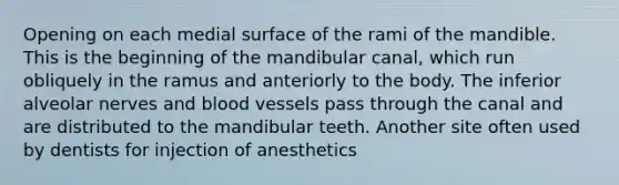 Opening on each medial surface of the rami of the mandible. This is the beginning of the mandibular canal, which run obliquely in the ramus and anteriorly to the body. The inferior alveolar nerves and blood vessels pass through the canal and are distributed to the mandibular teeth. Another site often used by dentists for injection of anesthetics