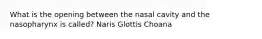 What is the opening between the nasal cavity and the nasopharynx is called? Naris Glottis Choana