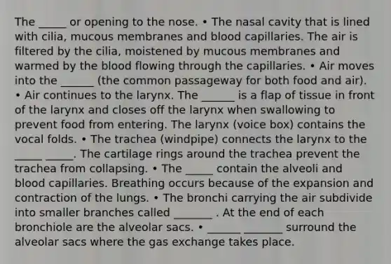 The _____ or opening to the nose. • The nasal cavity that is lined with cilia, mucous membranes and blood capillaries. The air is filtered by the cilia, moistened by mucous membranes and warmed by the blood flowing through the capillaries. • Air moves into the ______ (the common passageway for both food and air). • Air continues to the larynx. The ______ is a flap of tissue in front of the larynx and closes off the larynx when swallowing to prevent food from entering. The larynx (voice box) contains the vocal folds. • The trachea (windpipe) connects the larynx to the _____ _____. The cartilage rings around the trachea prevent the trachea from collapsing. • The _____ contain the alveoli and blood capillaries. Breathing occurs because of the expansion and contraction of the lungs. • The bronchi carrying the air subdivide into smaller branches called _______ . At the end of each bronchiole are the alveolar sacs. • ______ _______ surround the alveolar sacs where the gas exchange takes place.