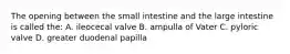 The opening between the small intestine and the large intestine is called the: A. ileocecal valve B. ampulla of Vater C. pyloric valve D. greater duodenal papilla