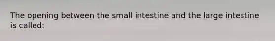 The opening between the small intestine and the large intestine is called: