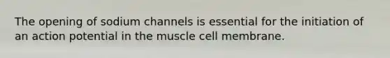 The opening of sodium channels is essential for the initiation of an action potential in the muscle cell membrane.