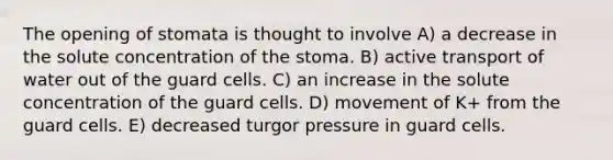 The opening of stomata is thought to involve A) a decrease in the solute concentration of the stoma. B) active transport of water out of the guard cells. C) an increase in the solute concentration of the guard cells. D) movement of K+ from the guard cells. E) decreased turgor pressure in guard cells.