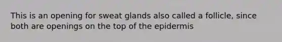 This is an opening for sweat glands also called a follicle, since both are openings on the top of the epidermis