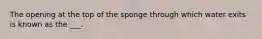 The opening at the top of the sponge through which water exits is known as the ___.