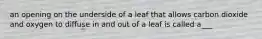 an opening on the underside of a leaf that allows carbon dioxide and oxygen to diffuse in and out of a leaf is called a___