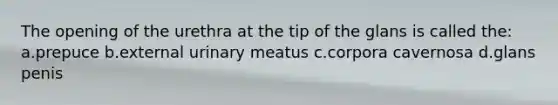 The opening of the urethra at the tip of the glans is called the: a.prepuce b.external urinary meatus c.corpora cavernosa d.glans penis