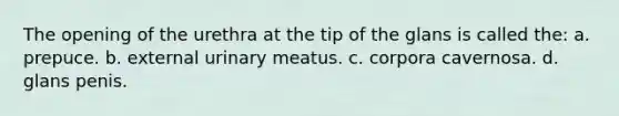 The opening of the urethra at the tip of the glans is called the: a. prepuce. b. external urinary meatus. c. corpora cavernosa. d. glans penis.