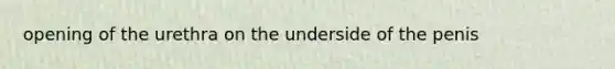 opening of the urethra on the underside of the penis