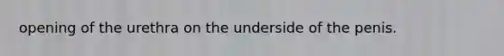 opening of the urethra on the underside of the penis.